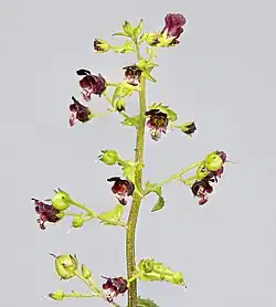 Inflorescence