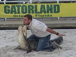 Alligator wrestling