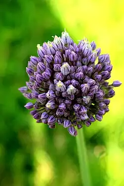 Allium sp.