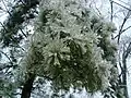 Pine needles coated in ice in Central Kentucky.