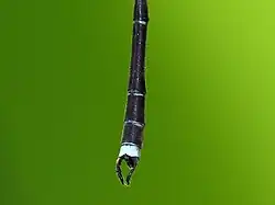 Close-up of male tail with sinuate appendages