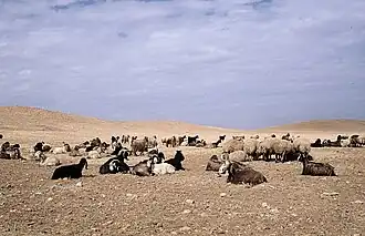Mixed herd of goats and sheep for efficient grazing, Syria[48]