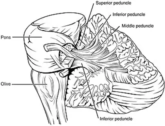 Arbor vitae and cerebellar peduncles.