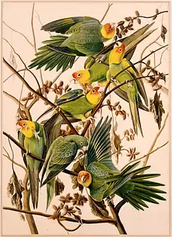 An illustration of a flock of Carolina parakeets by John James Audubon