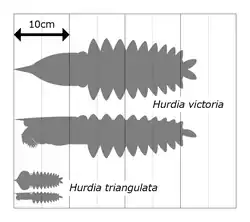 Size comparison of the two species