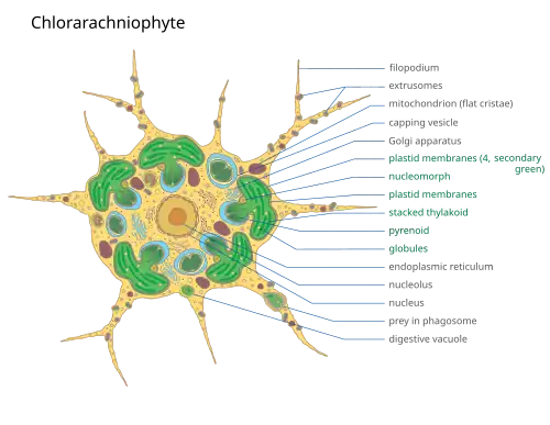 Representation of a Chlorarachniophyte