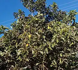 Sihlahla semkotapeni