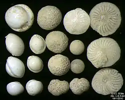 Foraminifera of Pag Island, Adriatic Sea -60 m, field width 5.5&nbsp;mm