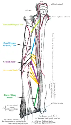 Five ligaments of interosseous membrane of forearm: * Central band (key portion to be reconstructed in case of injury) * Accessory band * Distal oblique bundle * Proximal oblique cord * Dorsal oblique accessory cord