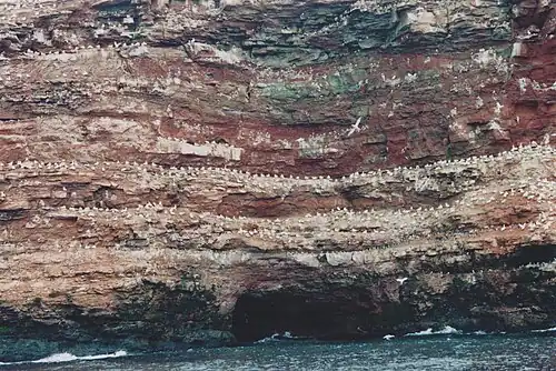 Support one of the six Northern gannet colonies in North America[24]