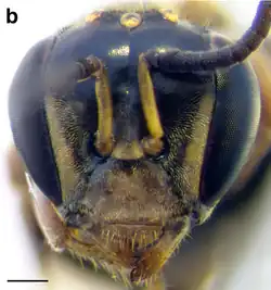 A. cincta (Queensland population) worker face. Scale bar = 0.25&nbsp;mm