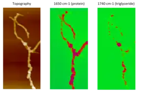 AFM-IR compositional mapping of Streptomyces bacteria. Left: AFM topographic image of bacterial cells. Middle: AFM-IR absorption at 1650 cm−1, corresponding to the amide I band associated with protein. Right: AFM-IR absorption at the carbonyl band 1740 cm−1, indicating the distribution of triglyceride vesicles within bacterial cells.