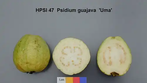 P. guajava fruit
