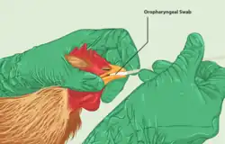 A chicken being tested for flu