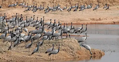 The congregation of demoiselle cranes.