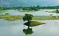 A tree in Raiwada reservoir