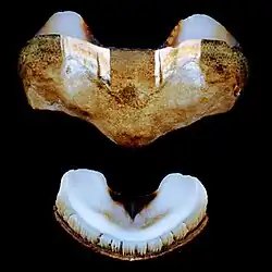 Two valves of A. granulata, an intermediate plate (32&nbsp;mm) and a tail plate (21&nbsp;mm)