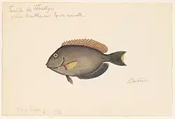 Watercolor of an Acanthurus.