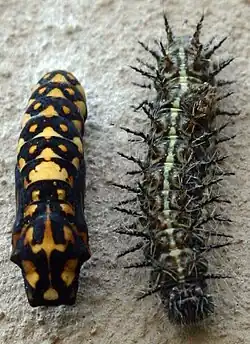 Pupa and larva