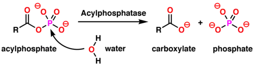 The chemical reaction catalyzed by acylphosphatase enzymes.
