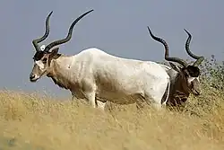 A photograph of two wild addax taken in Ouadi Rime Ouadi Achim Faunal Reserve in Chad in 2022