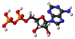 Ball-and-stick model of ADP (shown here as a 3- ion)