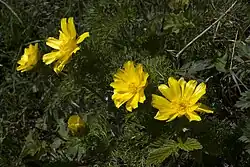 Adonis pyrenaica - Nature reserve Eyne