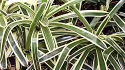 "Aechmea mollis" at the Fairchild Tropical Botanic Garden, Miami