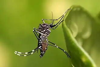 Aedes aegypti, a disease-carrying mosquito