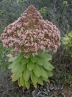 Aeonium appendiculatum