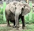 African elephant