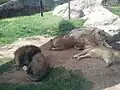 African lions