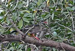 African finfoot, Podica senegalensis