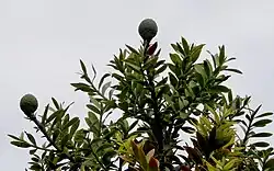 Agathis australis leaves and cones