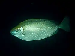 The mottled spinefoot Siganus fuscescens or "aigo" is a host of Microcotyle mouwoi