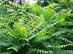Ailanthus