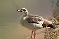 Egyptian goose