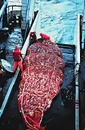 8 short tons (7.3&nbsp;t) of Alaska pollock in a net on a trawler's deck