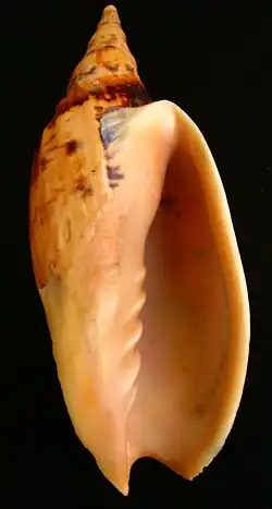 Apertural view