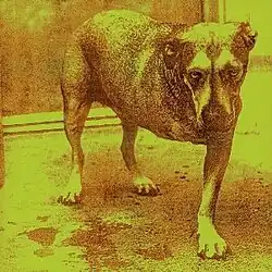 A noisy monochrome image of a dog with three legs looking at the viewer. The image is tinted in yellow.