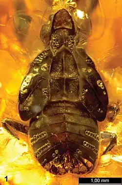 Extinct hopper Alicodoxa rasnitsyni nymph