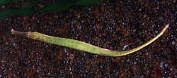 Pipefish