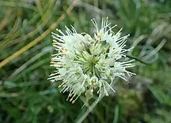 Allium pyrenaicum in botanical garden in Kraków