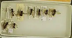 Allodynerus delphinalis