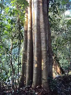 Trunk of a large tree