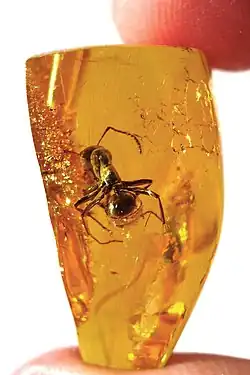 Image 36Ant trapped in Baltic amber, by Baltic-amber-beetle (edited by AmericanXplorer13) (from Wikipedia:Featured pictures/Sciences/Geology)