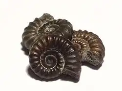 Three small ammonite fossils, each approximately 1.5&nbsp;cm across