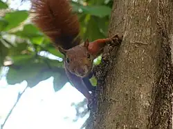 Brown squirrel