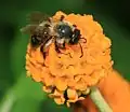 Andrena sp. pollinating spherical flower cluster