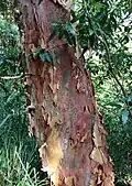 Shedding trunk bark